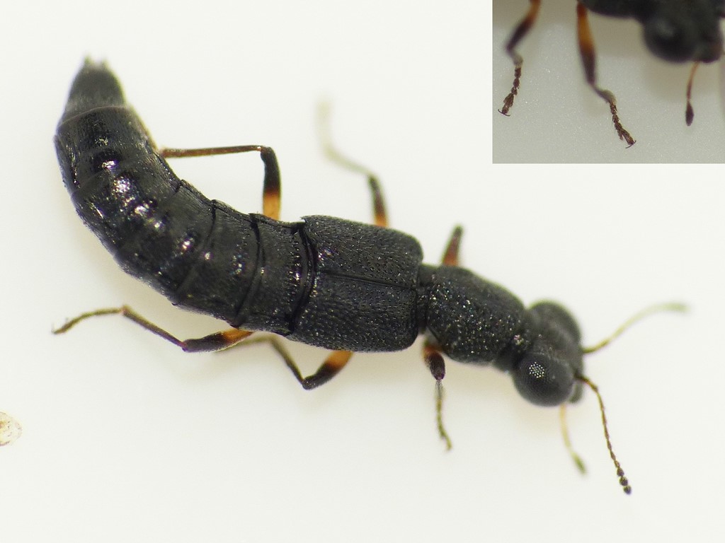 Stenus palustris (Stenus palustris)