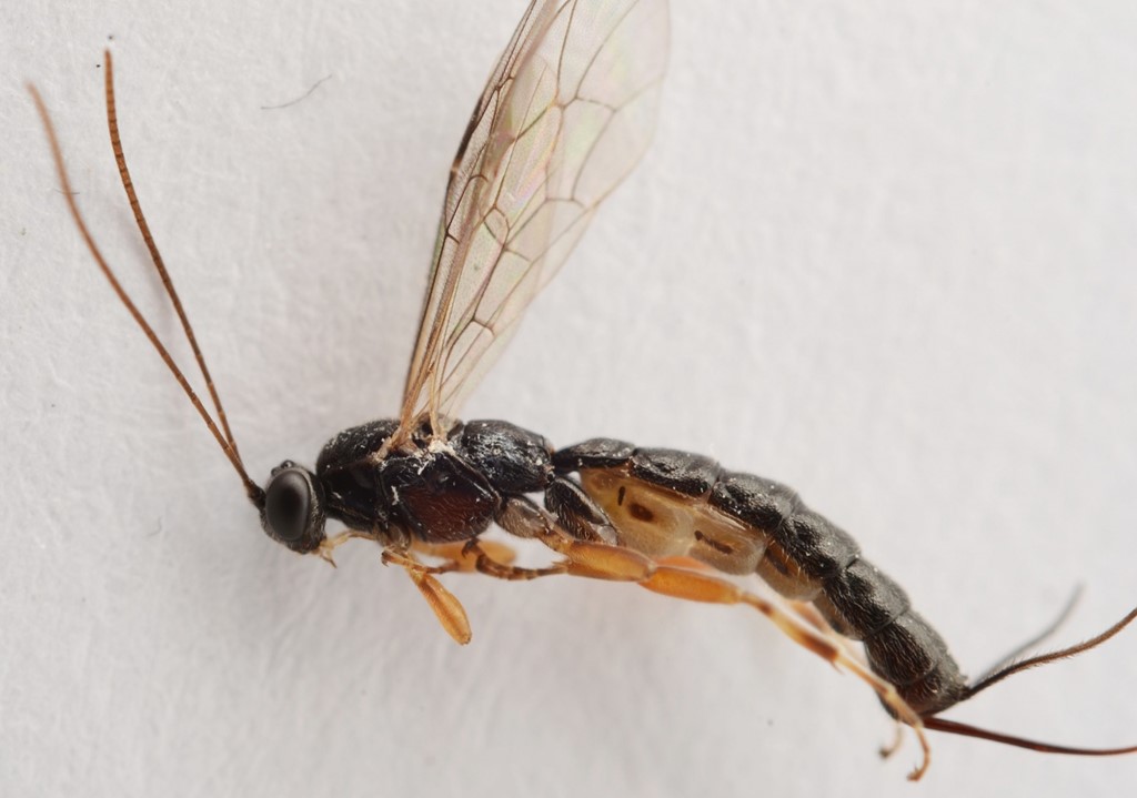 Clistopyga incitator (Clistopyga incitator)