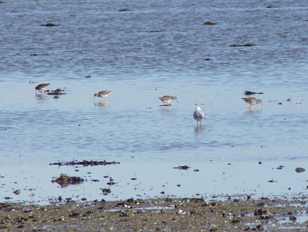 Rødben (Tringa totanus)