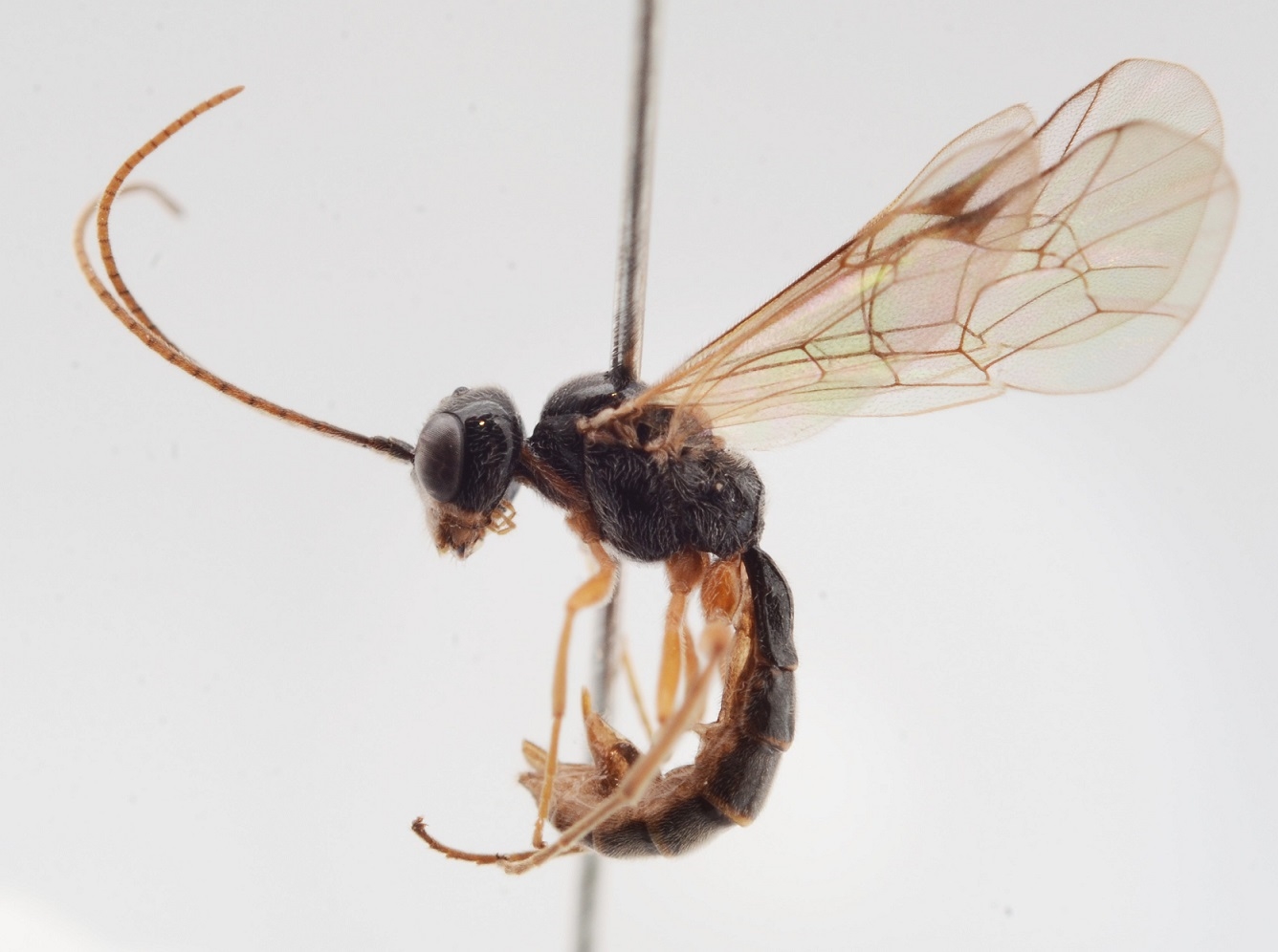 Acrotomus succinctus (Acrotomus succinctus)