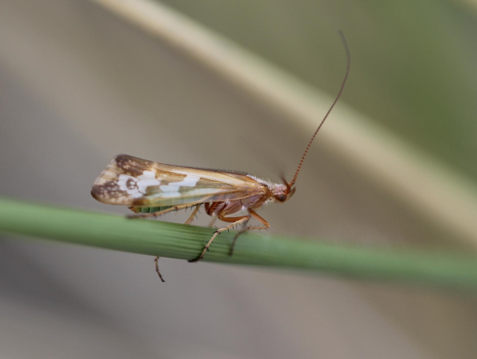 Limnephilus subcentralis (Limnephilus subcentralis)