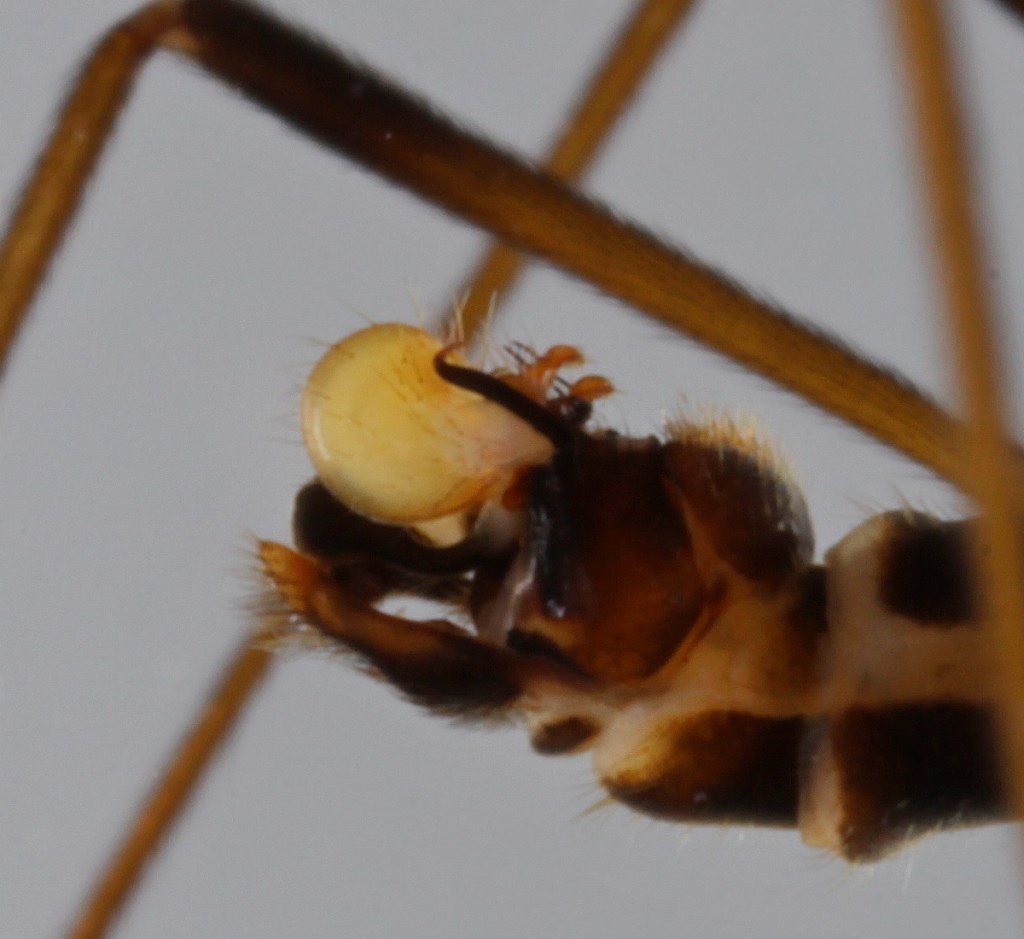 Dicranomyia melleicauda (Dicranomyia melleicauda)