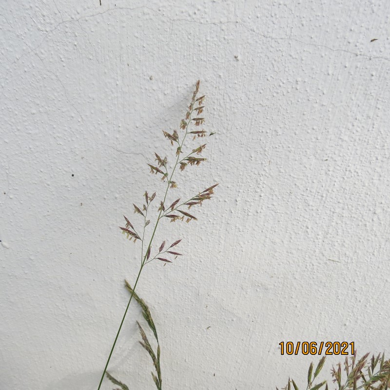 Milesia magnusiana (Milesia magnusiana)