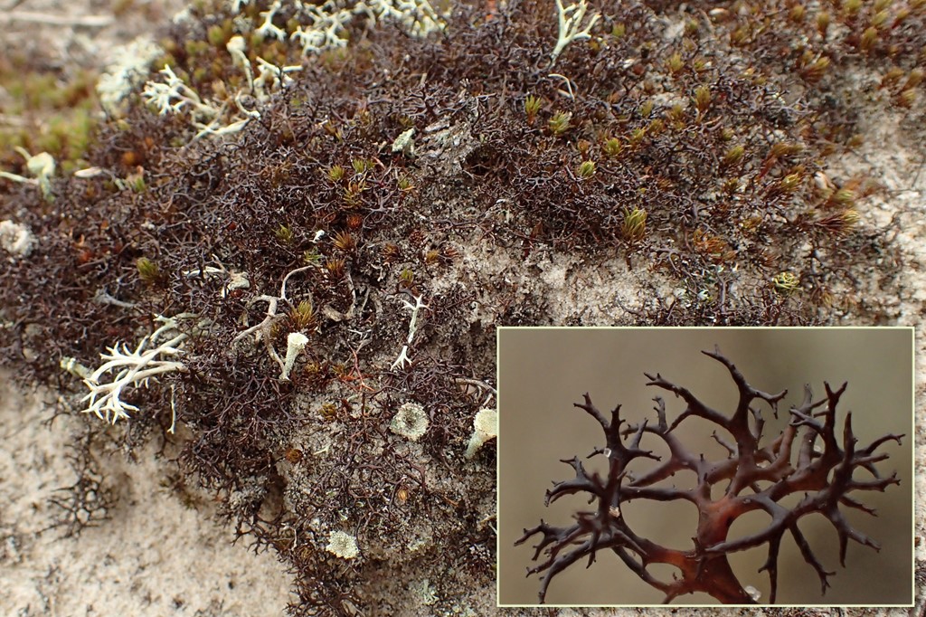 Tue-Tjørnelav (Cetraria muricata)