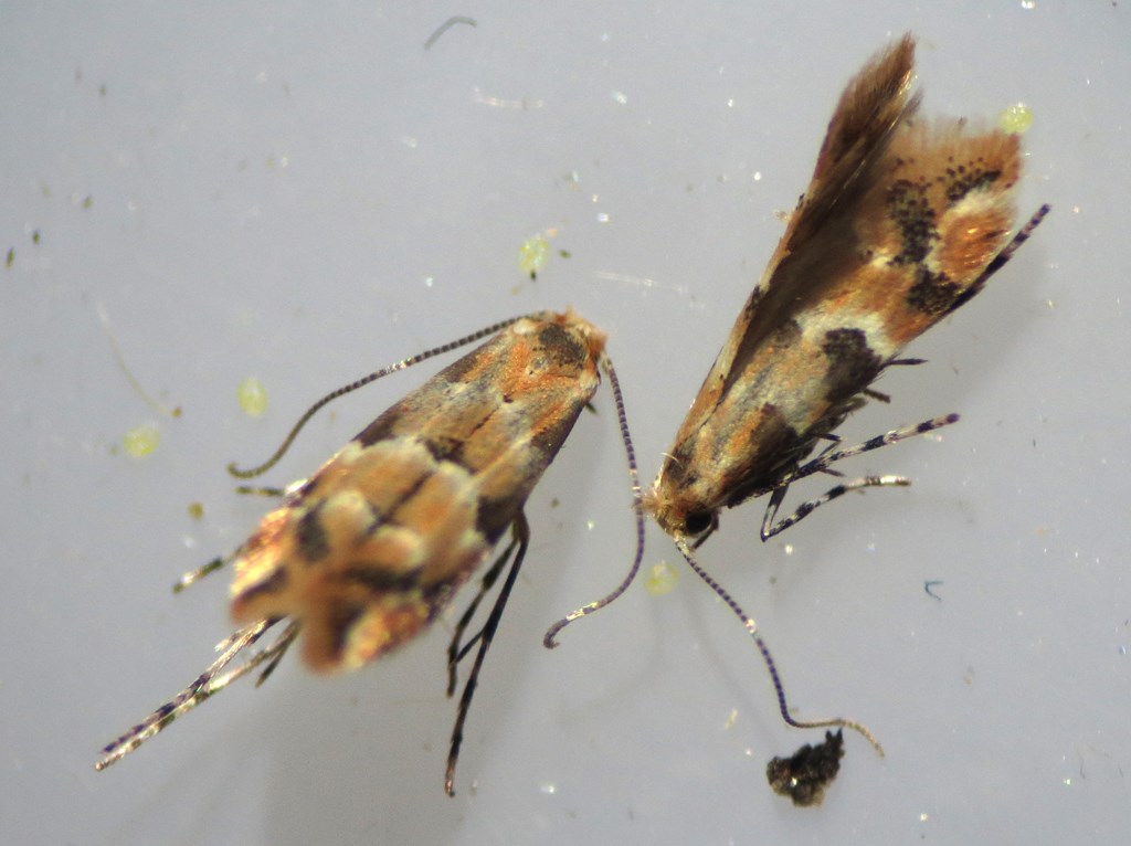 Phyllonorycter trifasciella (Phyllonorycter trifasciella)