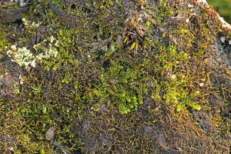 Atlantisk Flerfligmos (Lophozia atlantica)