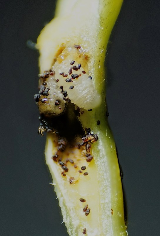 Euura venusta (Euura venusta)