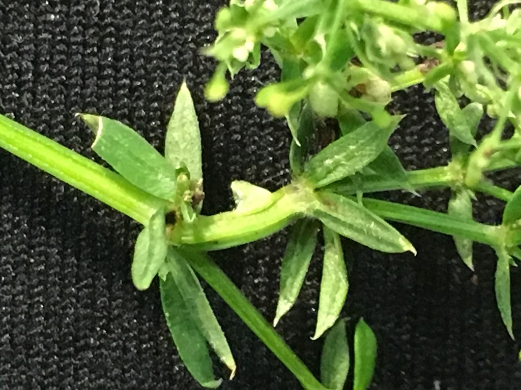 Ørnenæsegalmyg (Geocrypta rostriformis)