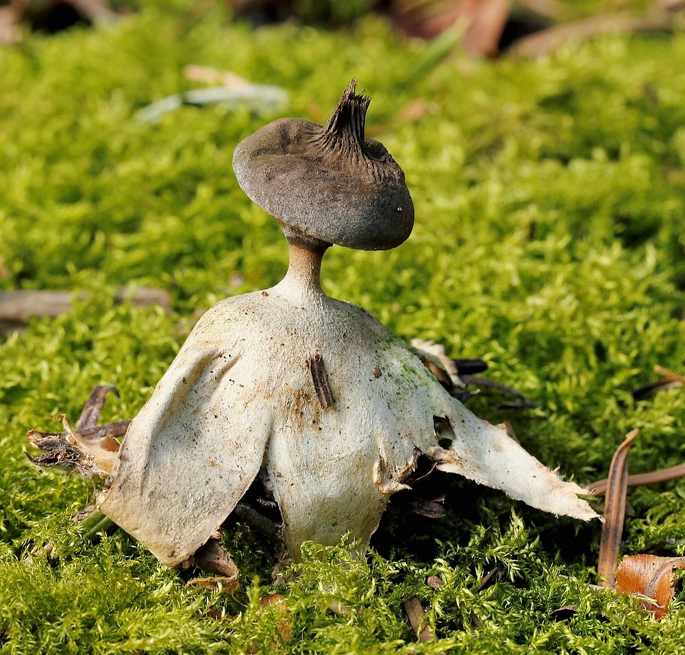 Stilket Stjernebold (Geastrum pectinatum)