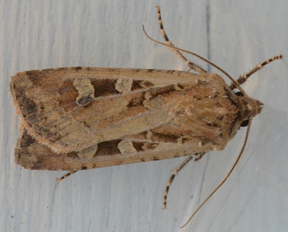 Sandugle (Euxoa cursoria)