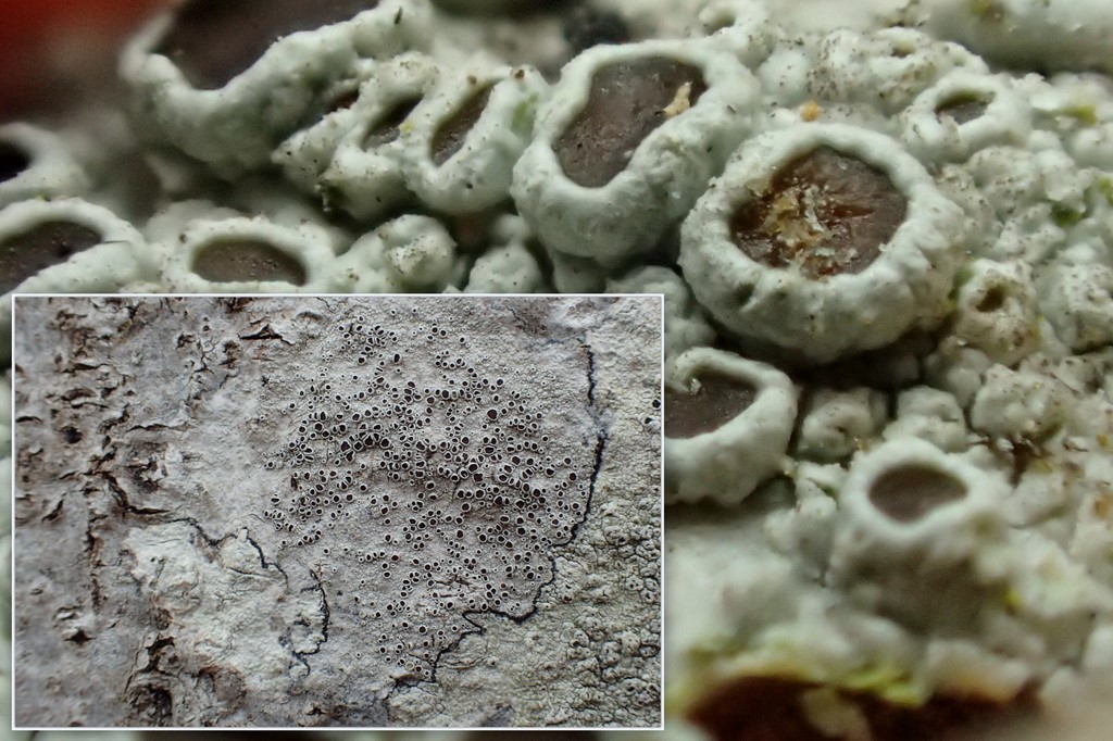 Sølv-Kantskivelav (Lecanora argentata)