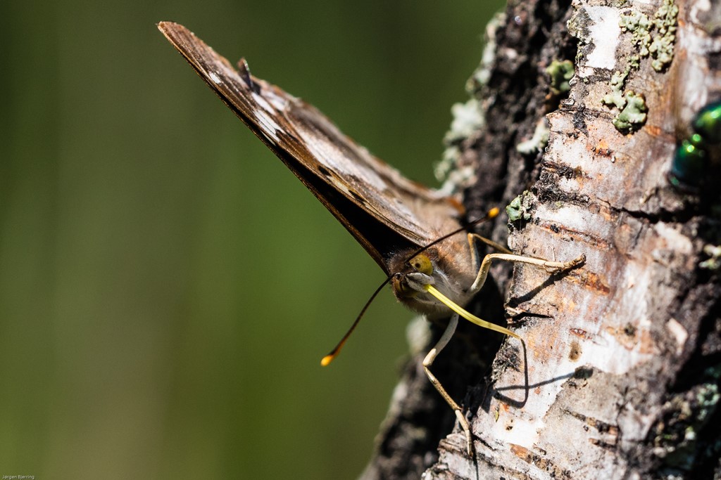 Ilia (Apatura ilia)