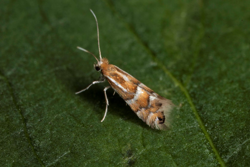 Phyllonorycter ulmifoliella