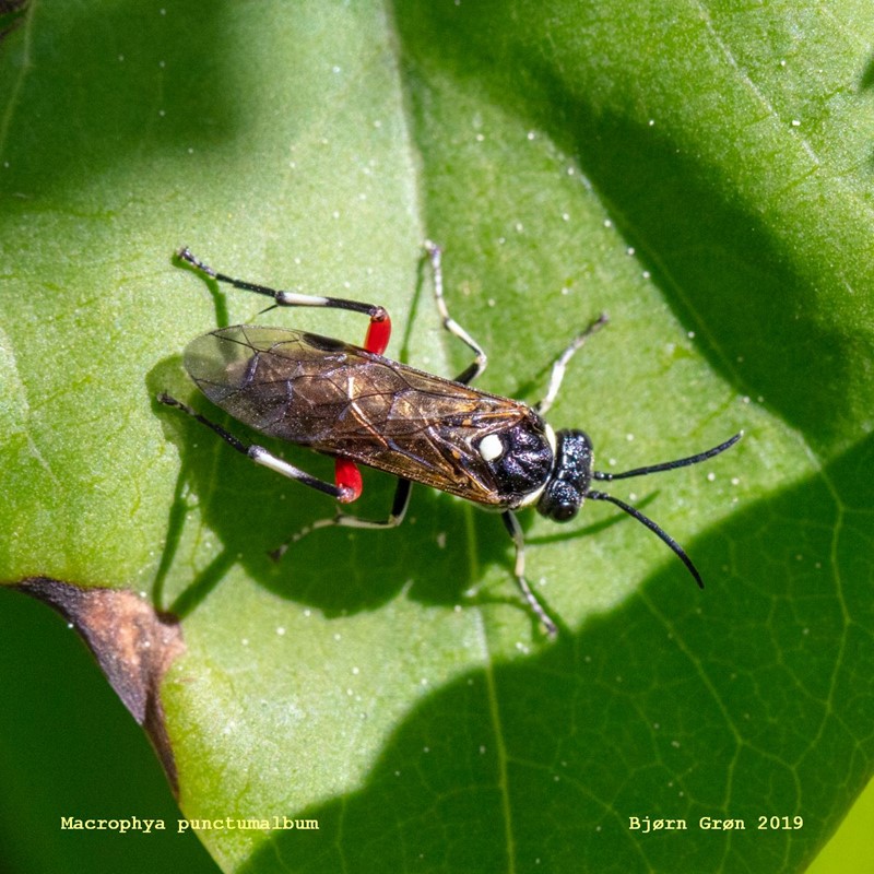 Macrophya punctumalbum (Macrophya punctumalbum)