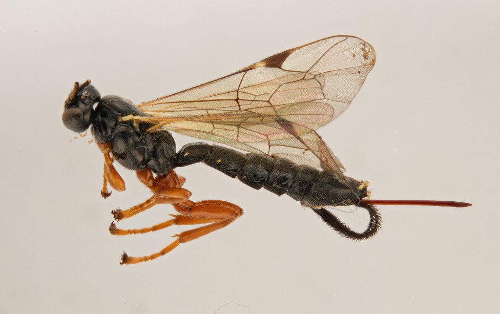Endromopoda phragmitidis (Endromopoda phragmitidis)