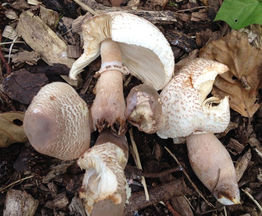 Leucoagaricus americanus (Leucoagaricus americanus)