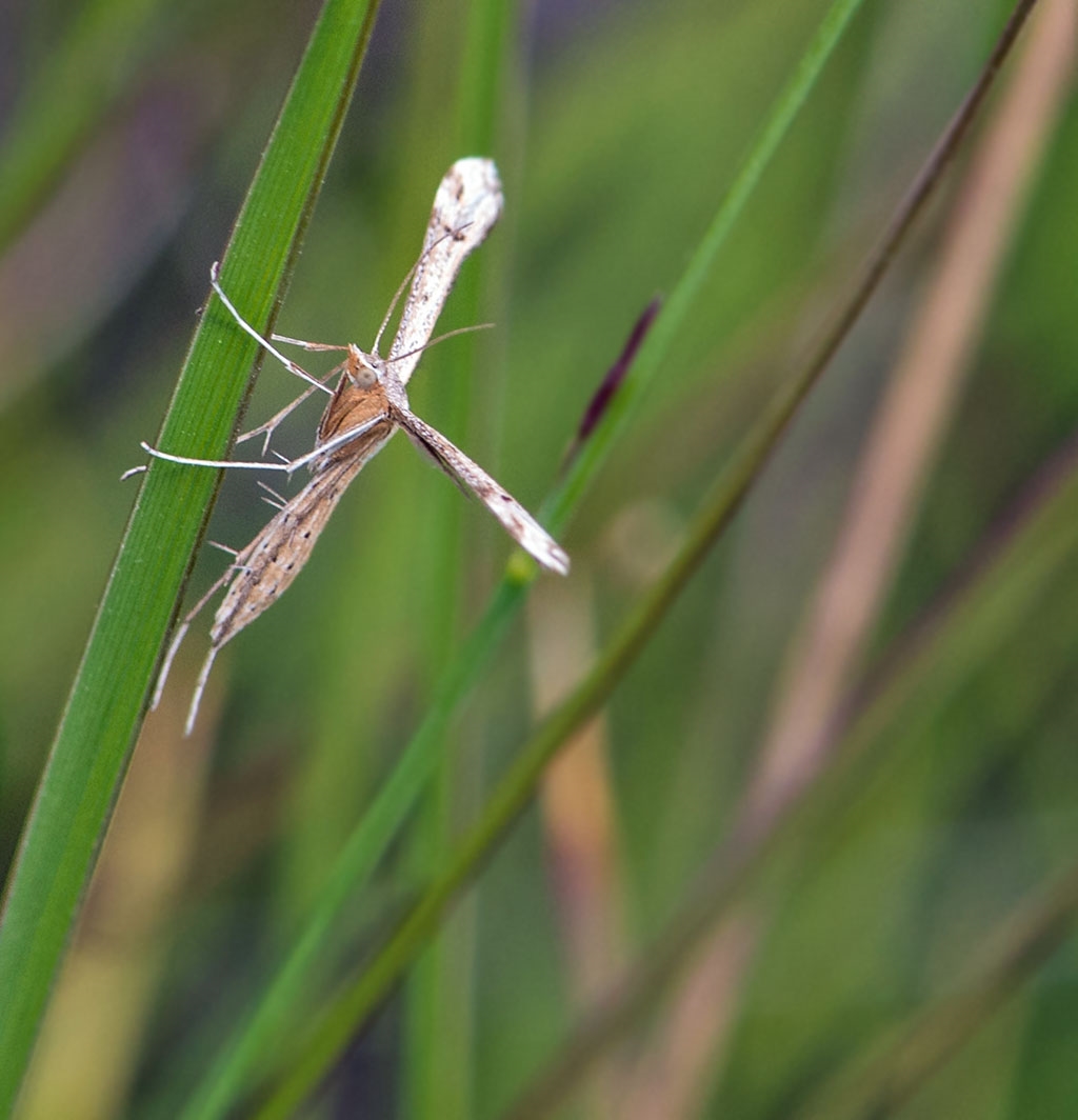 Stenoptilia pneumonanthes (Stenoptilia pneumonanthes)