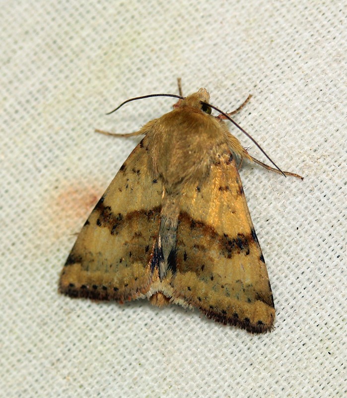 Østlig Træk-Ugle (Heliothis adaucta)