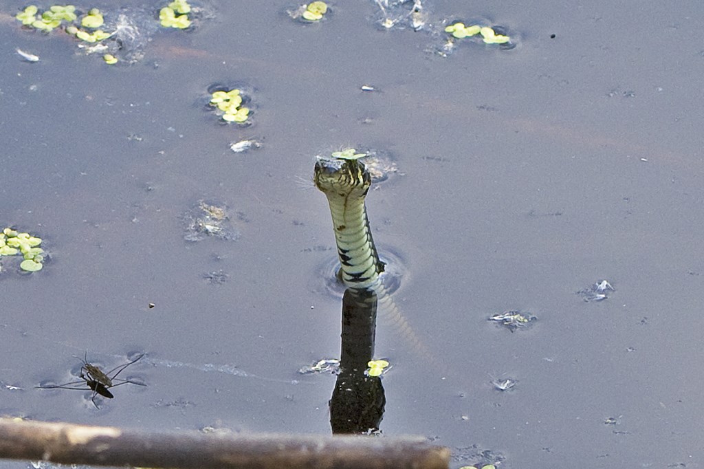 Snog (Natrix natrix)
