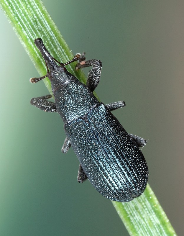 Magdalis Rufa Magdalis phlegmatica - Observation NB-1914055 - Naturbasen