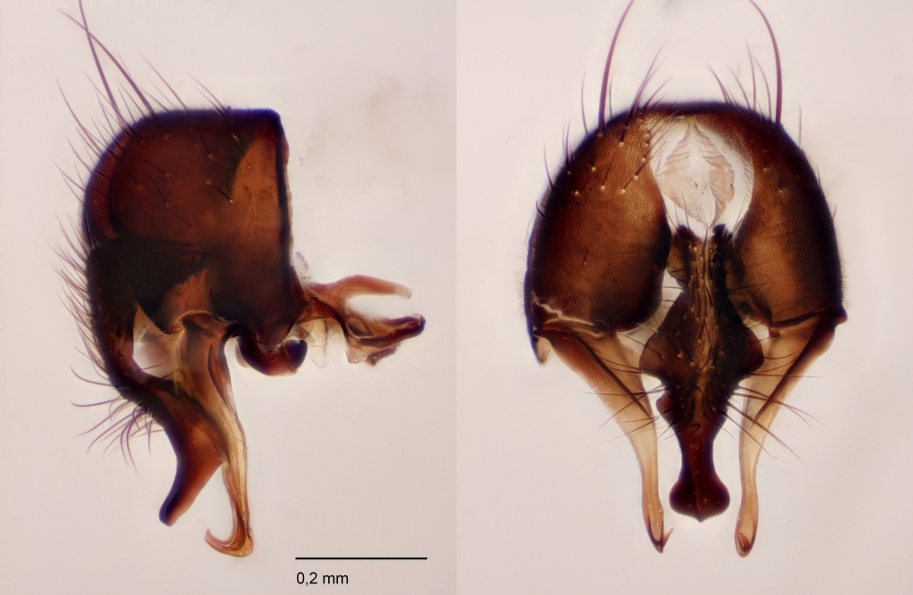 Fannia postica (Fannia postica)
