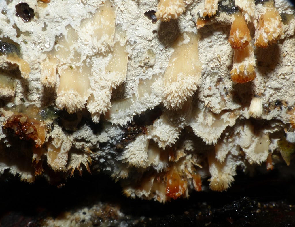 Håret Kalkskind (Hyphoderma setigerum)