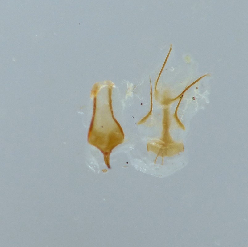 Cyphon ochraceus (Cyphon ochraceus)
