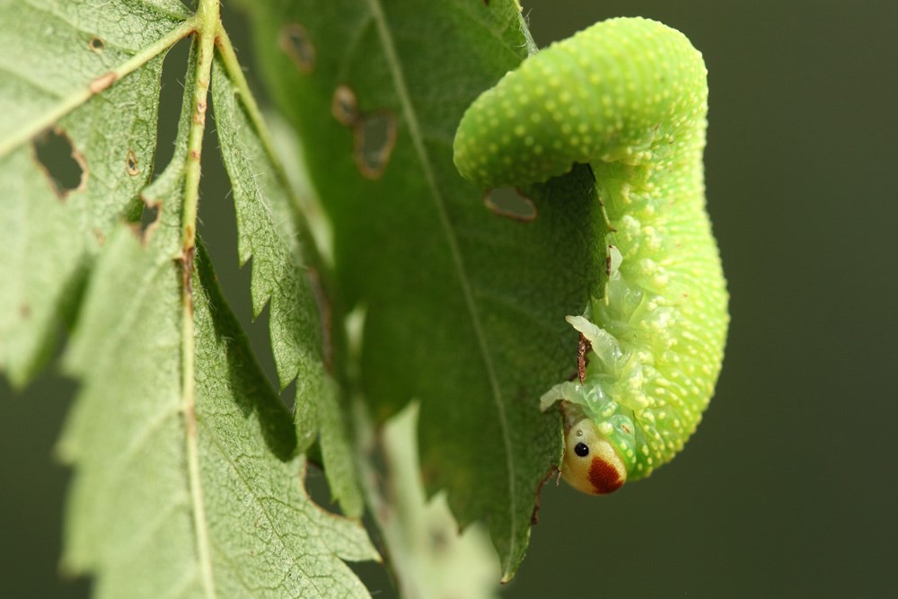 Trichiosoma sorbi (Trichiosoma sorbi)