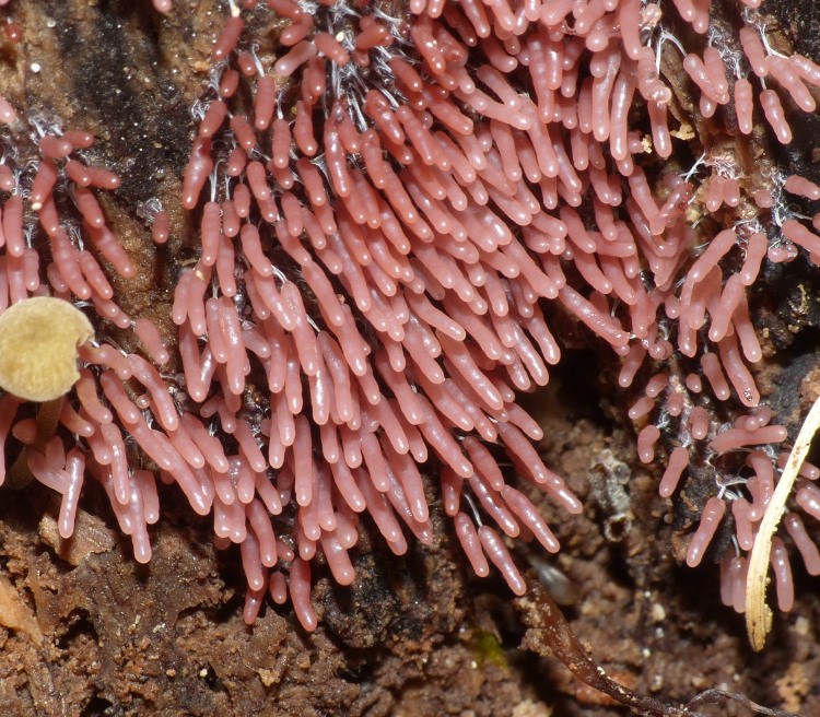 Skinnende Støvkølle (Stemonitopsis typhina)