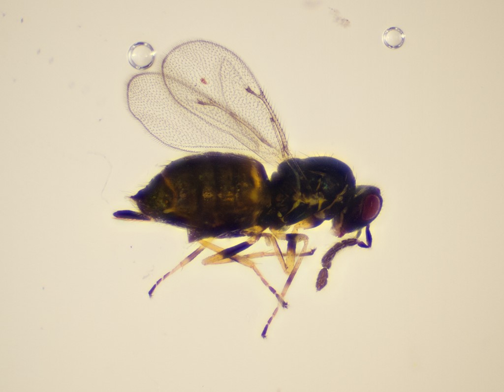 Aprostocetus lysippe (Aprostocetus lysippe)