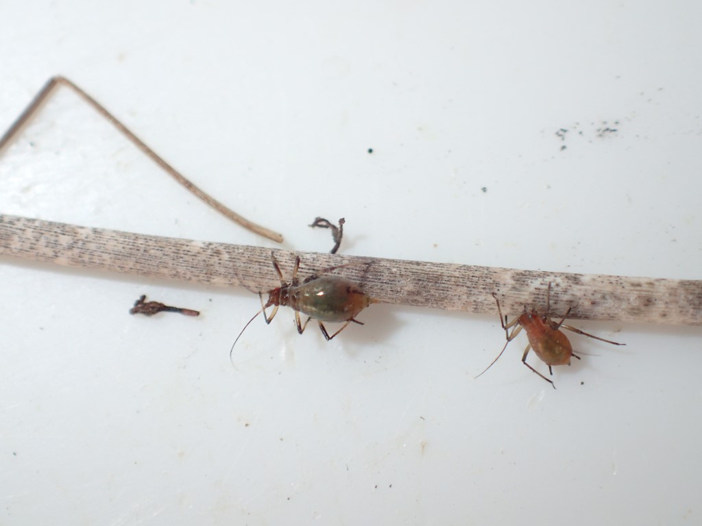 Kornbladlus (Sitobion avenae)