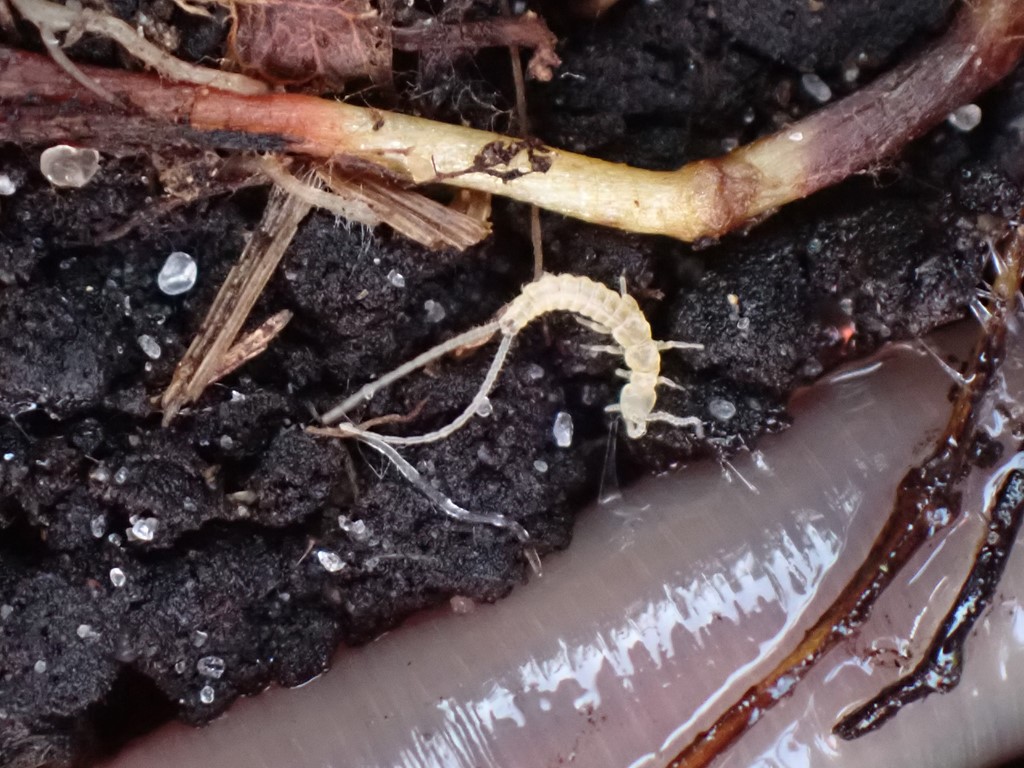 Campodea fragilis