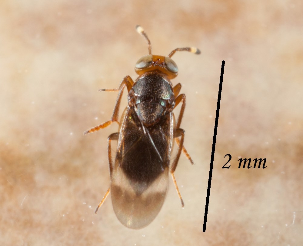 Microterys lunatus (Microterys lunatus)