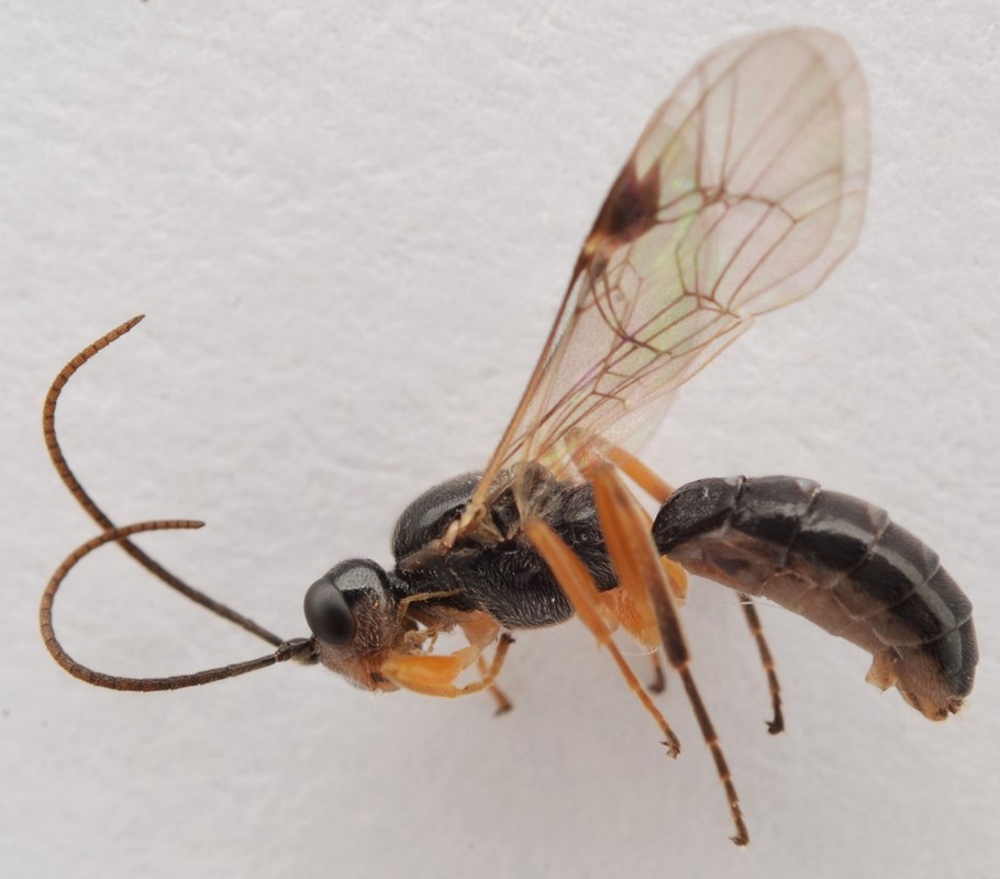 Cteniscus pedatorius (Cteniscus pedatorius)