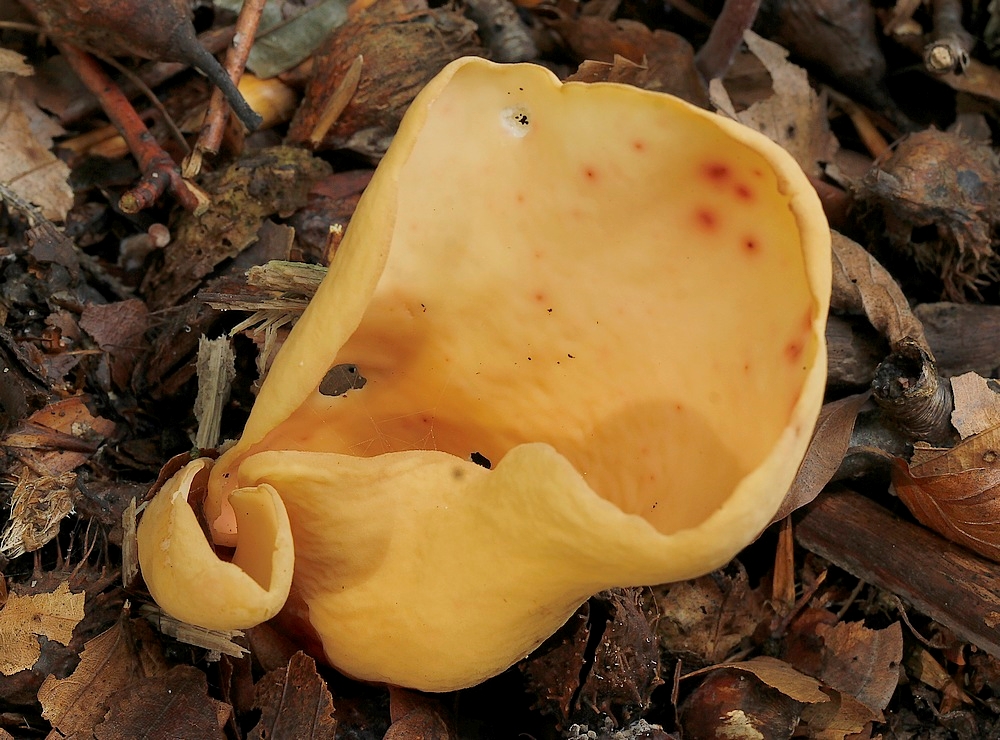 Æsel-Ørebæger (Otidea onotica)