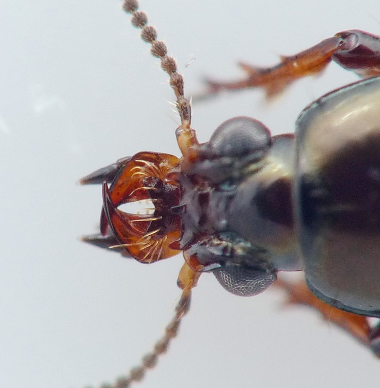 Mat Tunnelløber (Dyschirius obscurus)