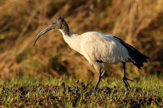 Hellig Ibis (Threskiornis aethiopicus)