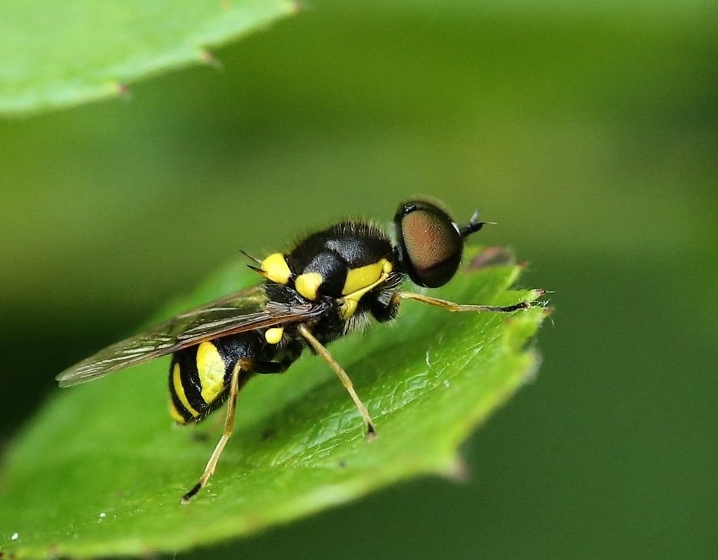 Oxycera rara (Oxycera rara)