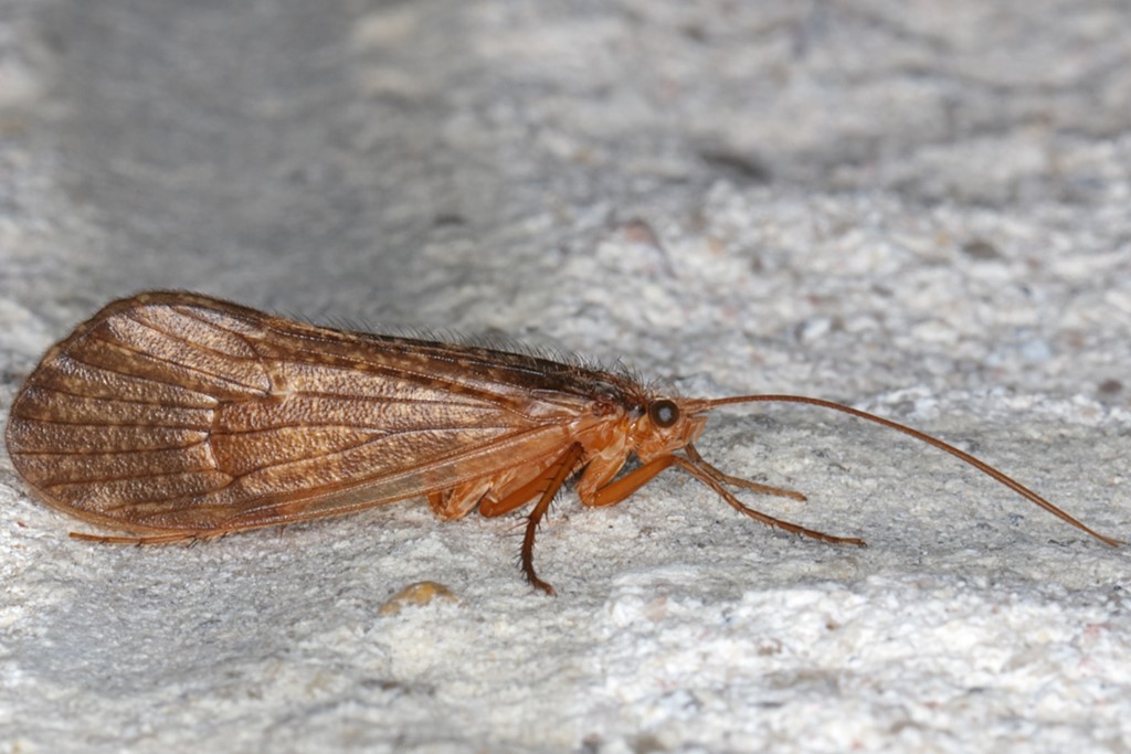 Micropterna lateralis (Micropterna lateralis)