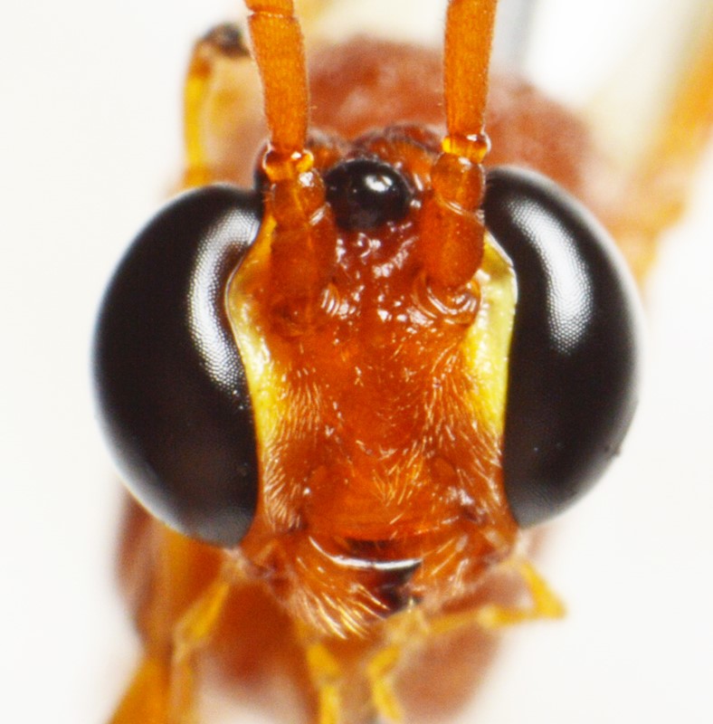 Ophion mocsaryi (Ophion mocsaryi)