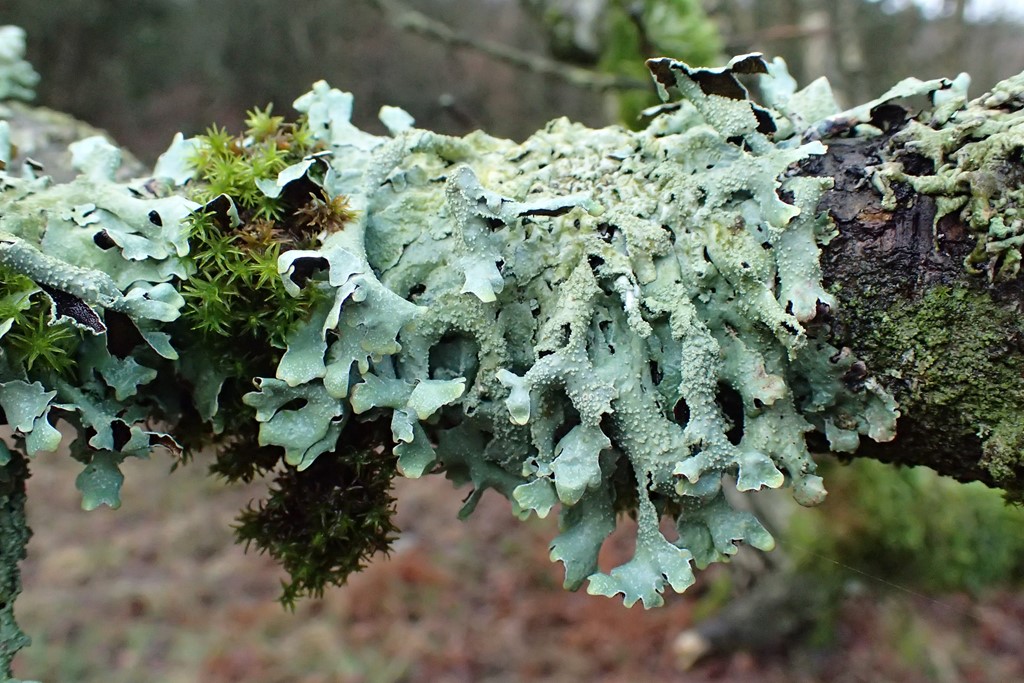 Langlobet Skållav (Parmelia submontana)