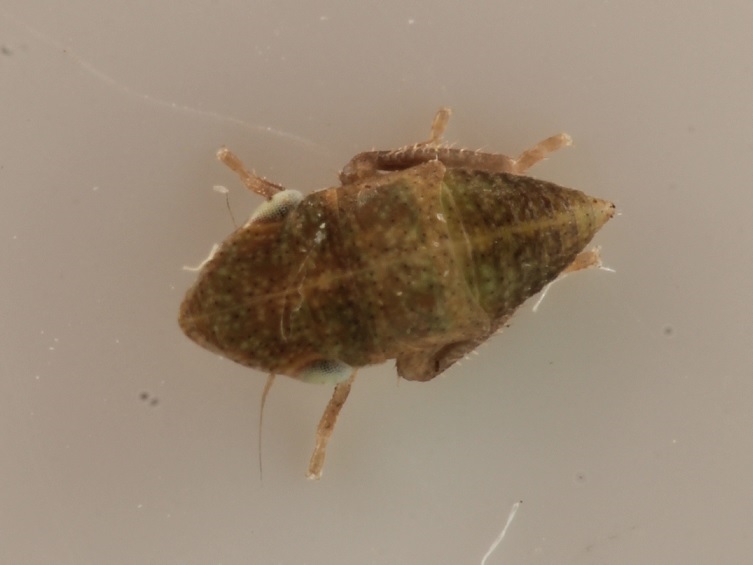 Aphrodes sp. (Aphrodes sp.)