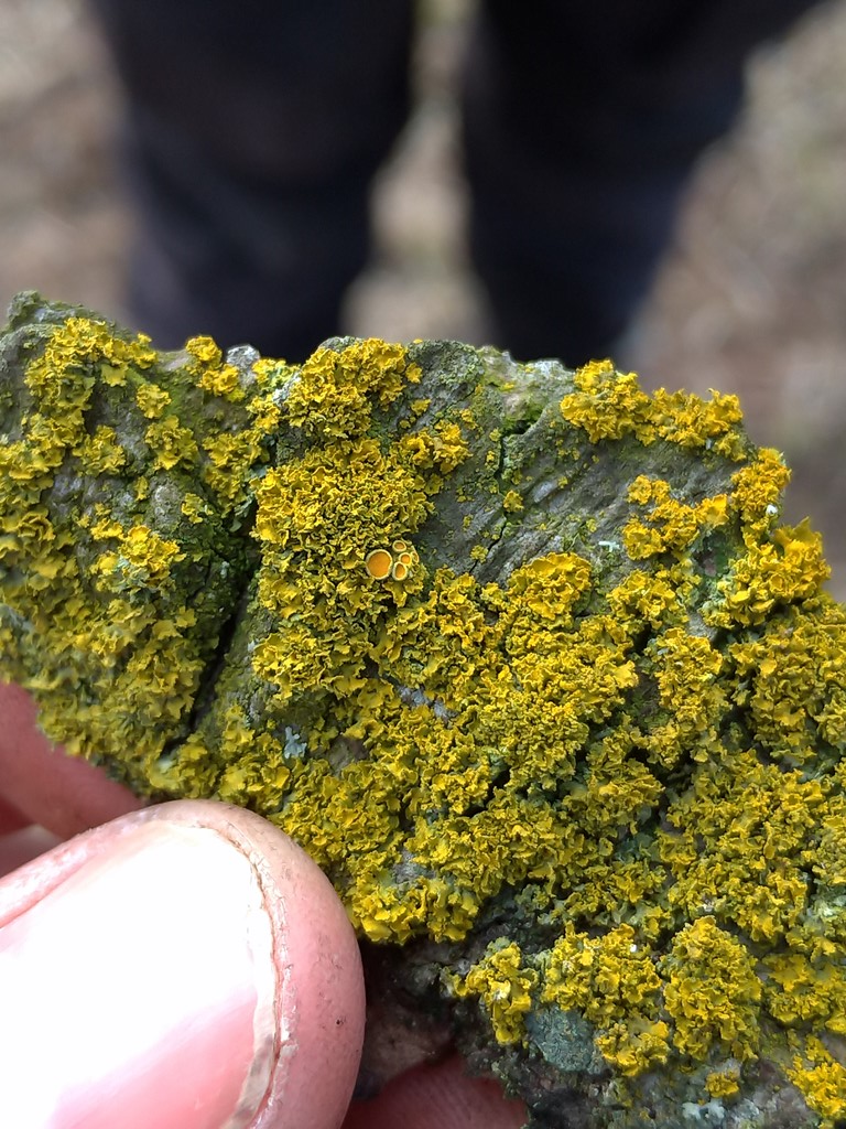 Polycauliona ucrainica (Polycauliona ucrainica)