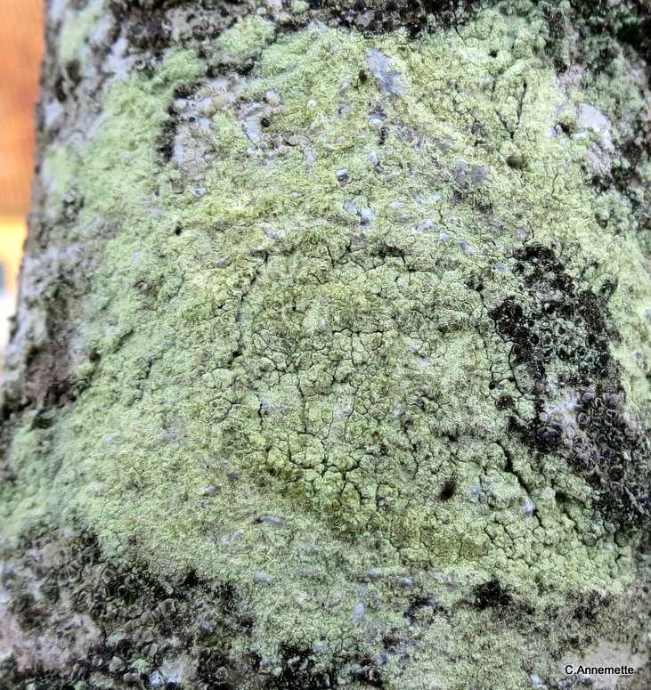 Lecanora compallens (Lecanora compallens)
