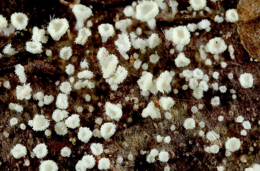 Pors-Frynseskive (Incrucipulum sulphurellum)