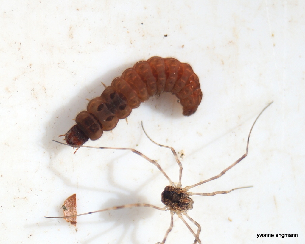 Sneorm (Cantharis sp. (larvae))