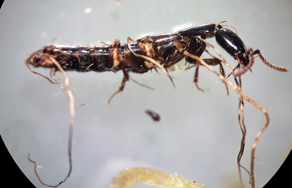 Hirsutella sp. (Hirsutella sp.)