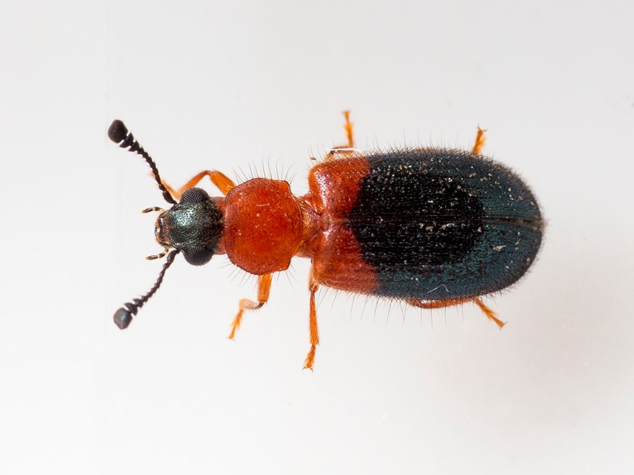 Rødbrystet Koprabille (Necrobia ruficollis)