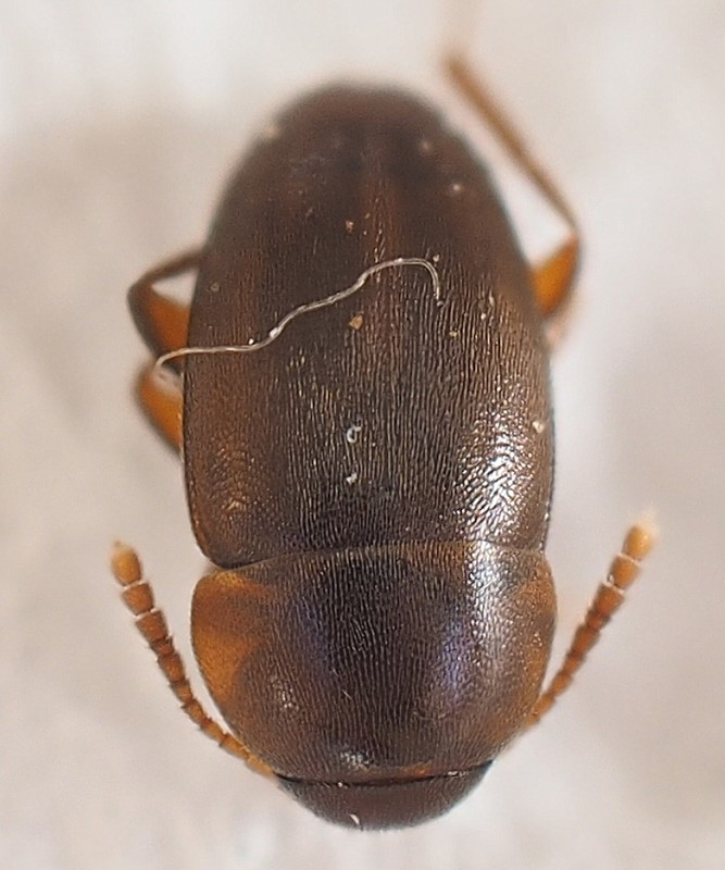 Nargus anisotomoides (Nargus anisotomoides)