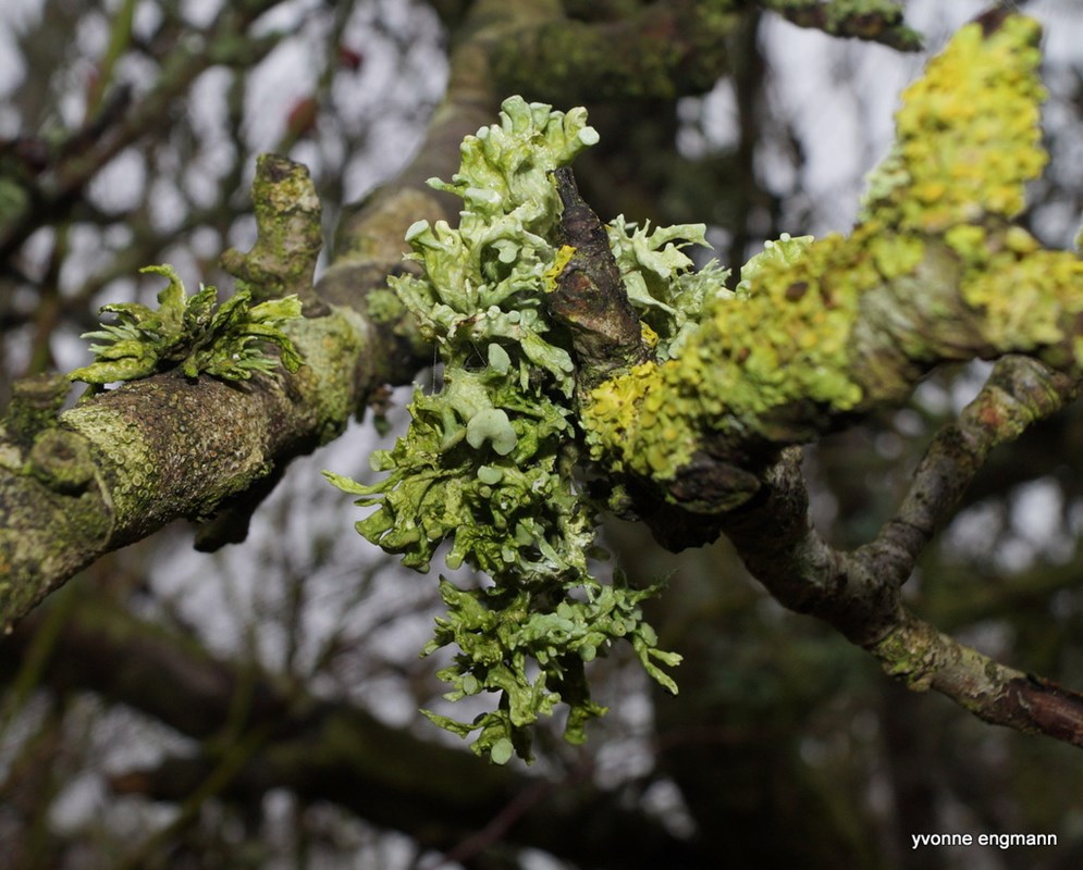 Tue-Grenlav (Ramalina fastigiata)
